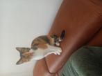 Kitten / lapjespoes  europees korhaar, Dieren en Toebehoren, Katten en Kittens | Raskatten | Korthaar, Poes