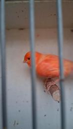 Vogels, Dieren en Toebehoren, Vogels | Kanaries, Mannelijk, Kleurkanarie