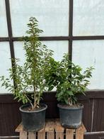 Portugese Laurier Potgekweekt - Verschillende hoogtes, Tuin en Terras, Planten | Bomen, Bloeit niet, Overige soorten, Minder dan 100 cm