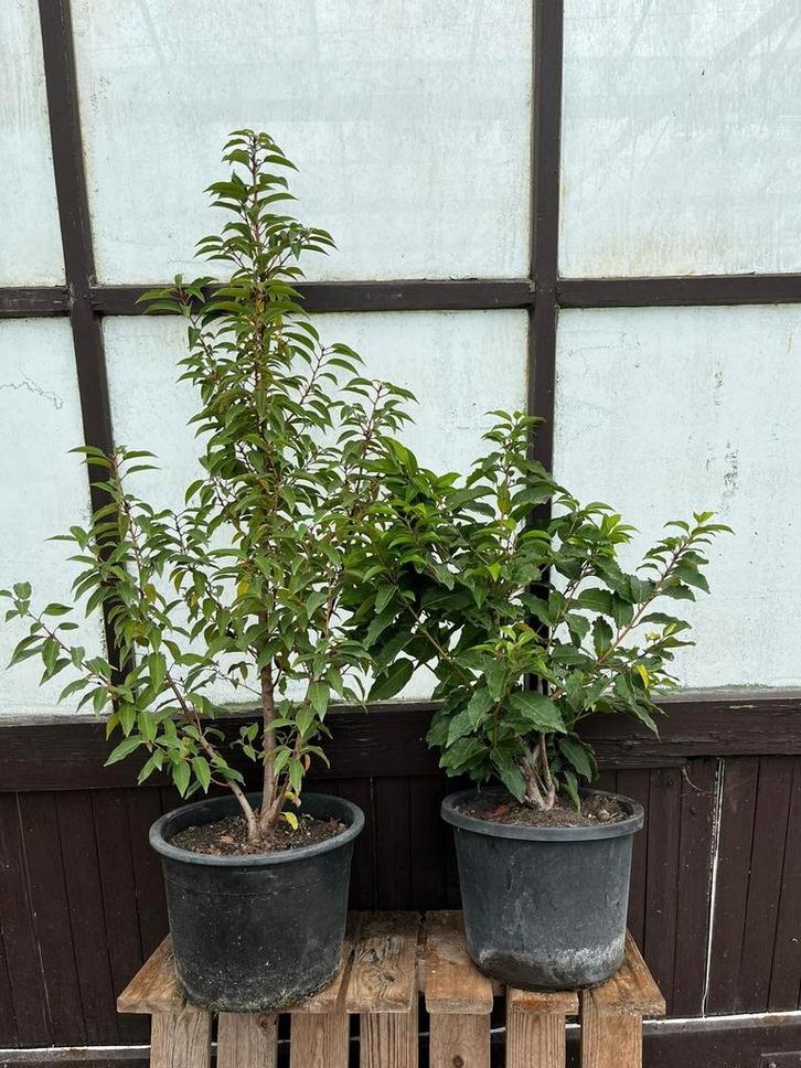 Portugese Laurier Potgekweekt - Verschillende hoogtes, Tuin en Terras, Planten | Bomen, Overige soorten, Minder dan 100 cm, Volle zon