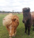 Shetlander hengsten, Dieren en Toebehoren, Pony's, Hengst, 0 tot 2 jaar, Gechipt