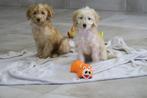 Leuke Medium Goldendoodle pups, Poedel, Nederland, Reu, CDV (hondenziekte)