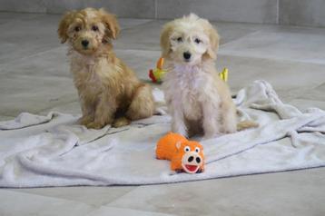 Leuke Medium Goldendoodle pups beschikbaar voor biedingen