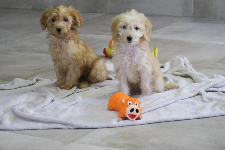 Leuke Medium Goldendoodle pups, Dieren en Toebehoren, Honden | Chihuahua's en Gezelschapshonden, Reu, Poedel, Fokker | Professioneel