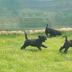 3 zwarte labradoodle Boefjes, wie heeft een gouden mandje?, Dieren en Toebehoren, Overige rassen, 8 tot 15 weken, Meerdere, Meerdere dieren