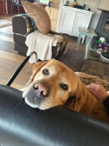Labrador dekreu aangeboden – zoeken nakomeling beschikbaar voor biedingen