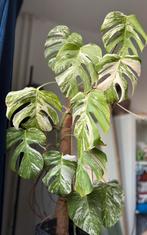 Monstera Variegata 90/100cm hoog, Ophalen, Vaste plant, Bloeit niet, Halfschaduw