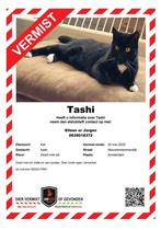 Vermiste  Kat Amsterdam Noord, Dieren en Toebehoren