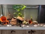 aquarium incl vissen, Ophalen of Verzenden, Gevuld zoetwateraquarium