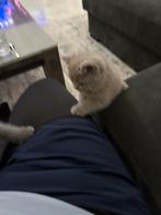 Brits Korthaar Bluepoint Kitten, Dieren en Toebehoren, Katten en Kittens | Raskatten | Korthaar, Poes, Ontwormd