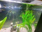 Baby endlers., Dieren en Toebehoren, Vis