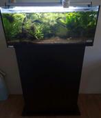 Sera Scaper’s Tank 128L – Compleet Aquascape + Vissen + CO₂, Ophalen, Zo goed als nieuw, Gevuld zoetwateraquarium