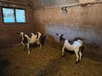 Bonte geiten, Dieren en Toebehoren, Schapen, Geiten en Varkens, Vrouwelijk, Geit