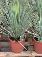 Olijfbomen, Yucca rostrata, palm lely,, Overige soorten, 100 tot 250 cm, Zomer, Ophalen
