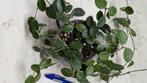 Hoya Mathilde, Ophalen of Verzenden, Halfschaduw, Minder dan 100 cm
