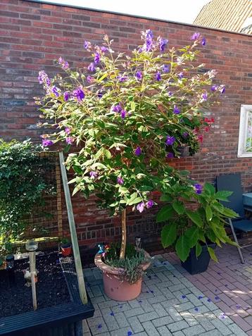 Te koop een mooie tibouchina/spinnebloem  beschikbaar voor biedingen