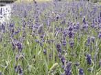 Lavendel planten te koop, Ophalen of Verzenden, Zomer, Overige soorten, Volle zon