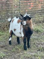 Prachtig Bokje van mei 2025, Dieren en Toebehoren, Mannelijk, Geit, 0 tot 2 jaar