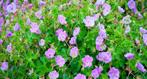 Geranium ‘Rozanne’ – Ein Blütenmeer, das niemals endet!, Tuin en Terras, Ophalen, Zomer, Overige soorten, Volle zon