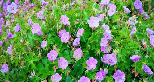 Geranium ‘Rozanne’ – Ein Blütenmeer, das niemals endet!, Tuin en Terras, Planten | Tuinplanten, Overige soorten, Volle zon, Zomer