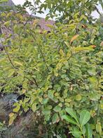 krentenboompjes - amelanchier lamarcki, Overige soorten, Lente, 100 tot 250 cm, Ophalen