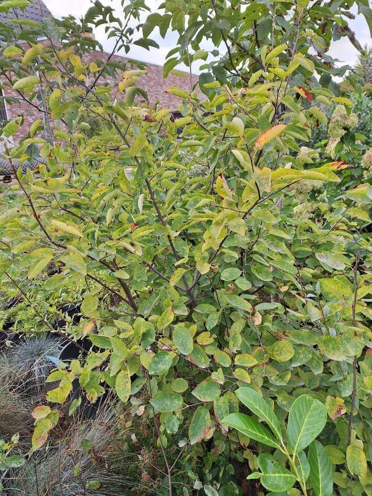 krentenboompjes - amelanchier lamarcki, Tuin en Terras, Planten | Bomen, Overige soorten, 100 tot 250 cm, Volle zon, Lente, In pot