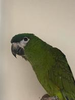 1-0 ara nobilis, Dieren en Toebehoren, Vogels | Parkieten en Papegaaien, Meerdere dieren, Papegaai, Geringd