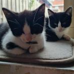 Britse korthaar x langhaar kittens, Meerdere dieren, 0 tot 2 jaar