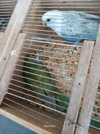 mutatie rosella,s, Dieren en Toebehoren, Vogels | Parkieten en Papegaaien, Meerdere dieren, Parkiet, Geringd