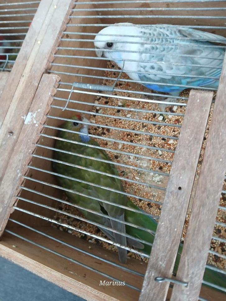 mutatie rosella,s, Dieren en Toebehoren, Vogels | Parkieten en Papegaaien, Parkiet, Meerdere dieren, Geringd