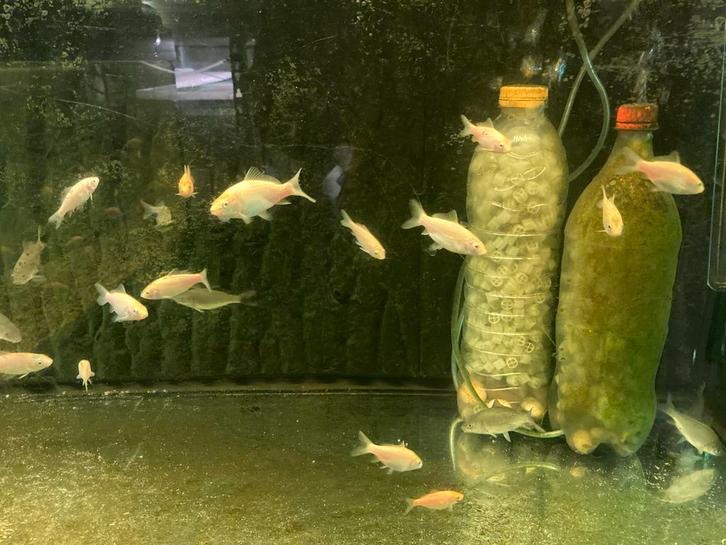 baby koi 2025 5-10cm, Dieren en Toebehoren, Vissen | Aquariumvissen, Vis