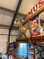 Opgezette Kudu - Prachtig Decoratiestuk, Ophalen of Verzenden