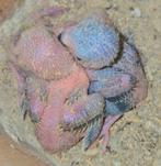Baby agapornis dwergpapagaai laatste, Dieren en Toebehoren, Vogels | Parkieten en Papegaaien, Geslacht onbekend, Dwergpapegaai of Agapornis