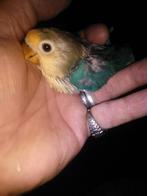 mooi baby s dwerg papegaaitje agapornissen om tam temaken, Dieren en Toebehoren, Vogels | Parkieten en Papegaaien, Mannelijk, Dwergpapegaai of Agapornis