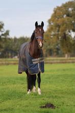 Super knappe 3 jarige merrie, Dieren en Toebehoren, Merrie, 160 tot 165 cm, Tuigpaard, 3 tot 6 jaar