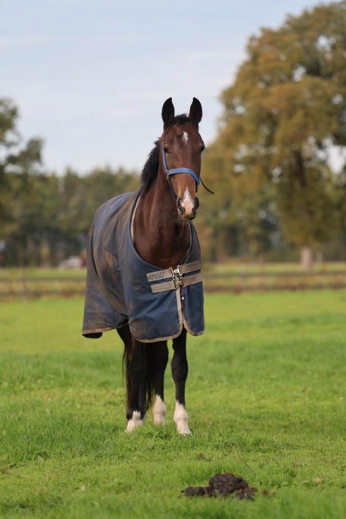 Super knappe 3 jarige merrie, Dieren en Toebehoren, Paarden, Merrie, 160 tot 165 cm, 3 tot 6 jaar, Tuigpaard