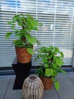 Decoratieve Kunstplant / Boom - 70cm, Huis en Inrichting, Kamerplanten, Ophalen of Verzenden