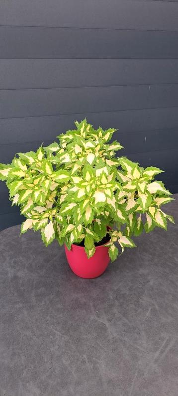 Kamerplant (Coleus) in stenen pot, apart gekleurde
bladeren beschikbaar voor biedingen