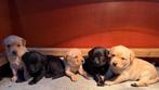 Field Trial Labrador Pups met stamboom, 8 tot 15 weken, Labrador retriever, CDV (hondenziekte), Meerdere