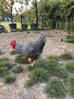 Amrock haan groot, gratis afhalen, Dieren en Toebehoren, Mannelijk, Kip
