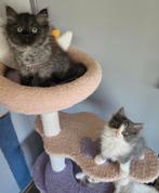 Ragdoll x Ragdoll/britse korthaar kittens 🩵, Dieren en Toebehoren, Katten en Kittens | Raskatten | Langhaar, Kater, Ontwormd