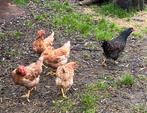 6 kippen te koop, Dieren en Toebehoren, Pluimvee, Vrouwelijk, Kip