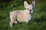 Franse bulldog pups alle kleuren, 15 weken tot 1 jaar, Buitenland, Parvo, Bulldog