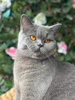 Britse korthaar Vrouwtje, Dieren en Toebehoren, Katten en Kittens | Overige Katten, Poes
