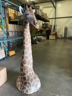 opgezette giraffe 265cm hoog!! Met CITES, Verzamelen, Ophalen of Verzenden, Nieuw, Wild dier, Opgezet dier