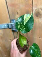 Monstera deliciosa variegata plant mint cream green lemon, Huis en Inrichting, Ophalen of Verzenden, Halfschaduw, Minder dan 100 cm