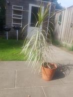 Dracaena, Huis en Inrichting, Ophalen, Overige soorten