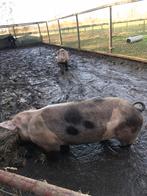 Te koop een hele mooie Benthem pietrain zeug, Dieren en Toebehoren, Schapen, Geiten en Varkens, Vrouwelijk, Varken, 0 tot 2 jaar