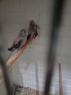 Bourke-parkiet mannen., Dieren en Toebehoren, Vogels | Parkieten en Papegaaien, Mannelijk, Parkiet, Geringd