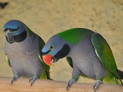 Derbyan parkiet - Psittacula derbiana, Dieren en Toebehoren, Vogels | Parkieten en Papegaaien, Parkiet, Meerdere dieren, Geringd